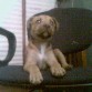 mi cachorra